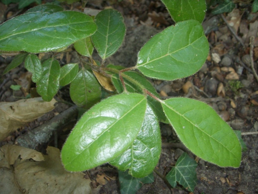 Viburnum tinus